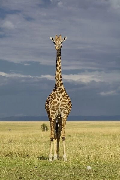 Giraffe and stormy sky, Giraffa camelopardalis tippelskirchi, Masai Mara Game Reserve