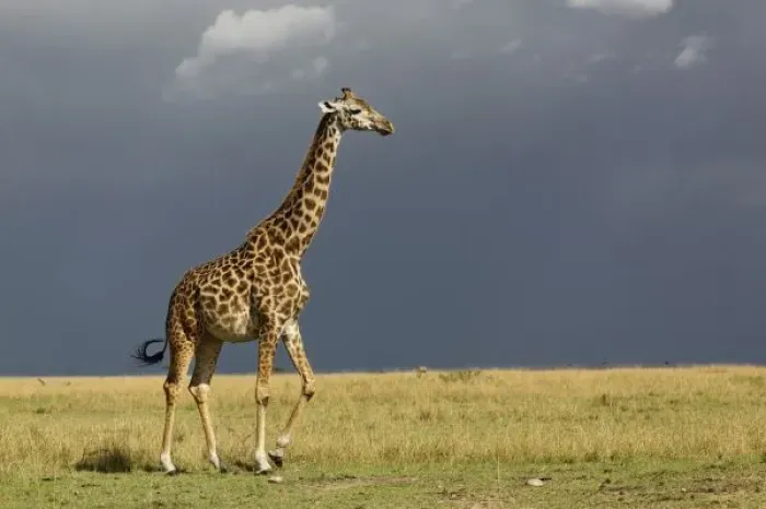 Framed Print : Giraffe and stormy sky, Giraffa camelopardalis tippelskirchi, Masai Mara Game Reserve Framed Print : Giraffe and stormy sky, Giraffa camelopardalis tippelskirchi, Masai Mara Game Reserve
