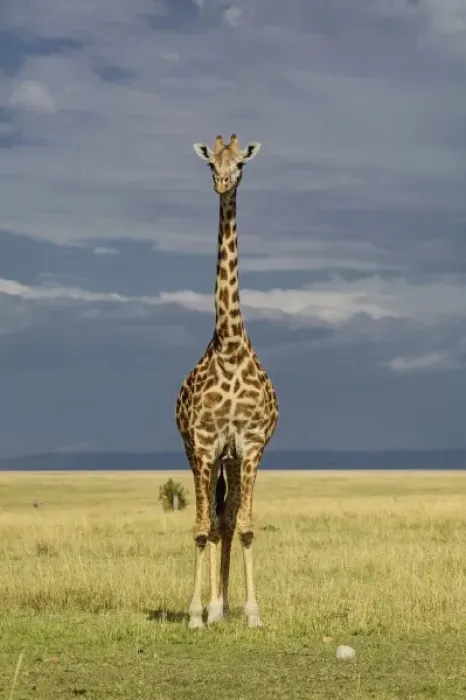 Framed Print : Giraffe and stormy sky, Giraffa camelopardalis tippelskirchi, Masai Mara Game Reserve Framed Print : Giraffe and stormy sky, Giraffa camelopardalis tippelskirchi, Masai Mara Game Reserve