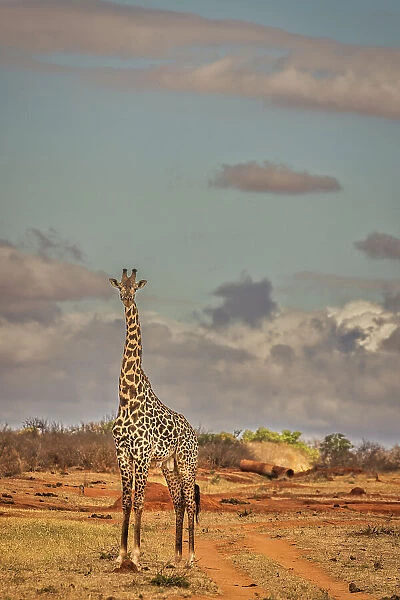 Giraffe, Tsavo West National Park, Africa