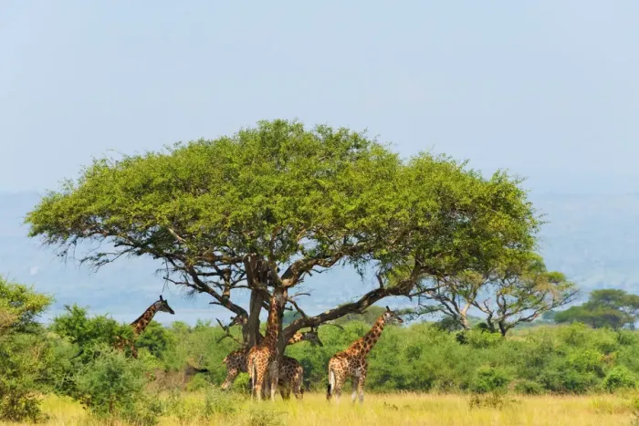 Framed Print : Giraffes under an acacia tree on the savanna, Murchison Falls National park, Uganda Framed Print : Giraffes under an acacia tree on the savanna, Murchison Falls National park, Uganda