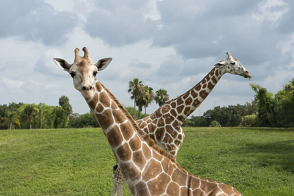 Two giraffes crossed, one looking at viewer and one with grass in mouth
