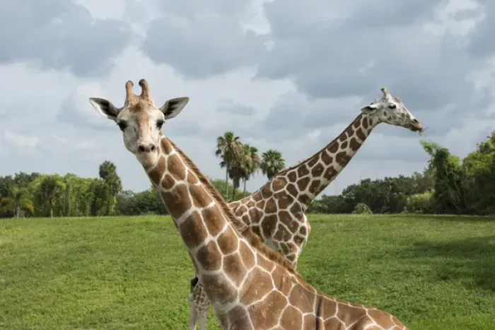 Framed Print : Two giraffes crossed, one looking at viewer and one with grass in mouth