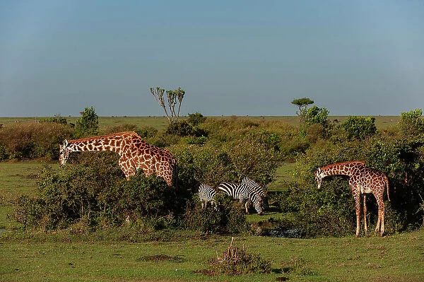 Giraffes, Giraffa camelopardalis, browsing and common zebras, Equus quagga, grazing. Masai Mara National Reserve, Kenya