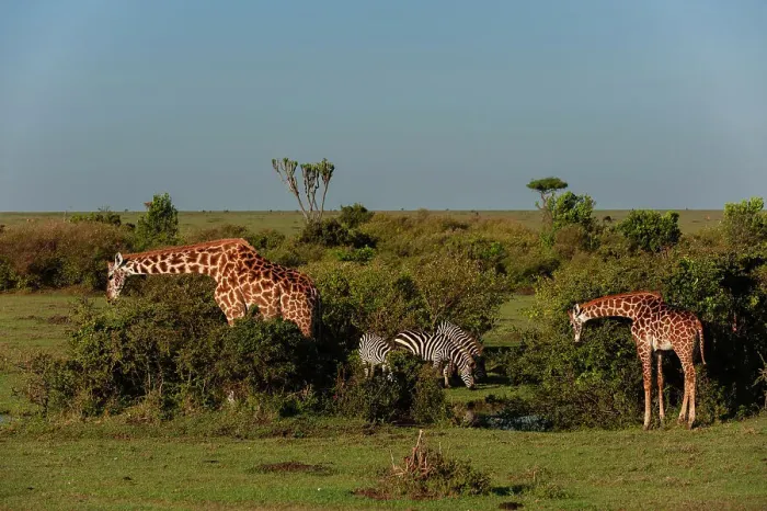 Framed Print : Giraffes, Giraffa camelopardalis, browsing and common zebras, Equus quagga, grazing. Masai Mara National Reserve, Kenya
