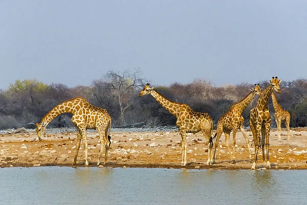 Giraffes by the river. Etosha National Park, Oshikoto Region, Namibia