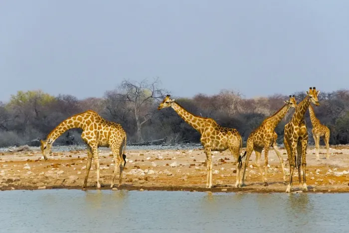 Framed Print : Giraffes by the river. Etosha National Park, Oshikoto Region, Namibia Framed Print : Giraffes by the river. Etosha National Park, Oshikoto Region, Namibia