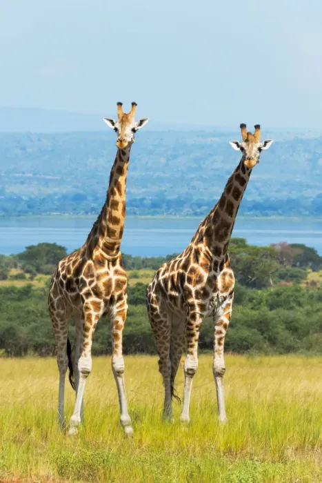 Framed Print : Giraffes on the savanna, Murchison Falls National park, Uganda Framed Print : Giraffes on the savanna, Murchison Falls National park, Uganda