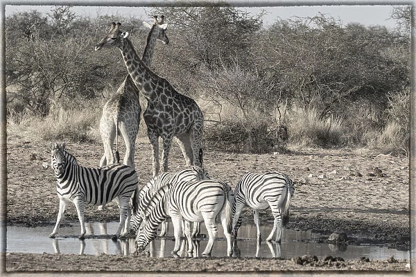 Giraffes and zebras at waterhole, Etosha National Park