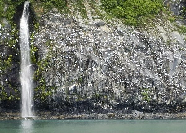 Glacial Waterfall and Black-Legged Kittiwakes on Passage Canal Cliffs near Whittier