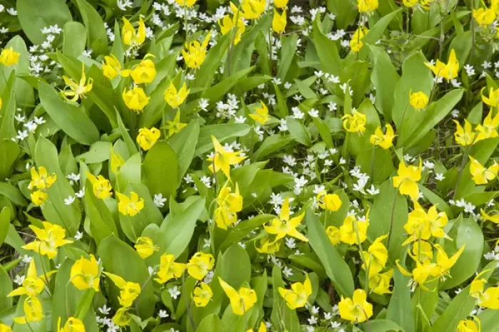 Framed Print : Glacier Lilies, Erythronium grandiflorum, and Sandwort (Arenaria) Leigh Lake, Cabinet