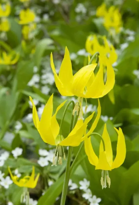 Framed Print : Glacier Lilies, Erythronium grandiflorum, and Sandwort (Arenaria) Leigh Lake, Cabinet Framed Print : Glacier Lilies, Erythronium grandiflorum, and Sandwort (Arenaria) Leigh Lake, Cabinet