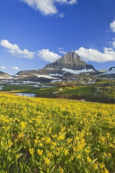 Glacier lillies carpet the meadows at Logan Pass in Glacier National Park in Montana