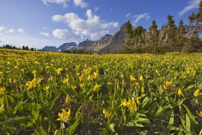 Framed Print : Glacier lillies carpet the meadows at Logan Pass in Glacier National Park in Montana Framed Print : Glacier lillies carpet the meadows at Logan Pass in Glacier National Park in Montana