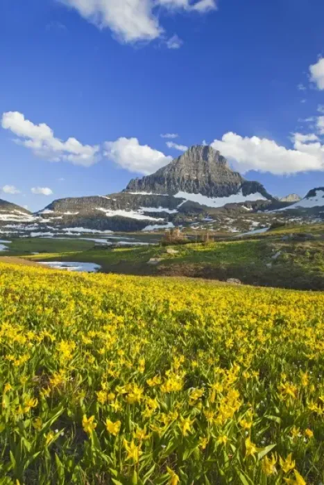 Framed Print : Glacier lillies carpet the meadows at Logan Pass in Glacier National Park in Montana