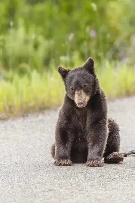 Framed Print : Glacier National Park, The Loser of Bear-Truck Collision on the Camas Road