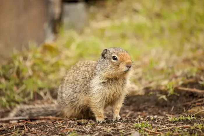 Framed Print : Glacier National Park, Montana, USA. Columbian ground squirrel Framed Print : Glacier National Park, Montana, USA. Columbian ground squirrel