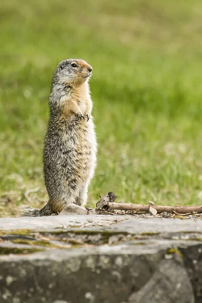 Glacier National Park, Montana, USA. Columbian ground squirrel standing to see if all is safe