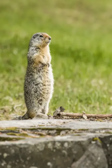 Framed Print : Glacier National Park, Montana, USA. Columbian ground squirrel standing to see if all is safe Framed Print : Glacier National Park, Montana, USA. Columbian ground squirrel standing to see if all is safe