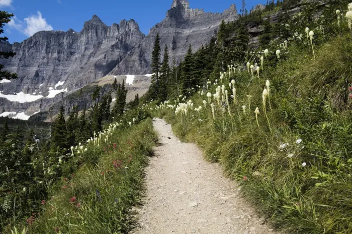 Framed Print : Glacier National Park, Montanta, flowers, iceberg lake trail, many glacier, views