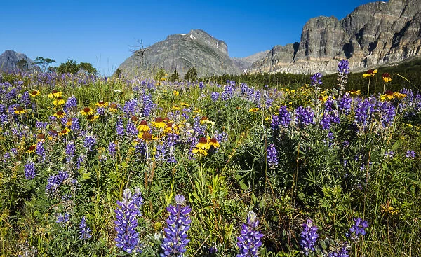 Glacier National Park, Sunrise, fields, many glacier, meadows, wildflowers, us27 yke0059