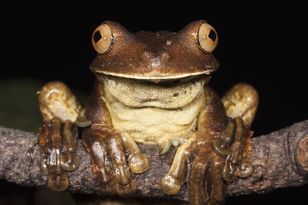 Gladiator Frog (Hypsiboas boans) CAPTIVE Choco Region of northwest Ecuador
