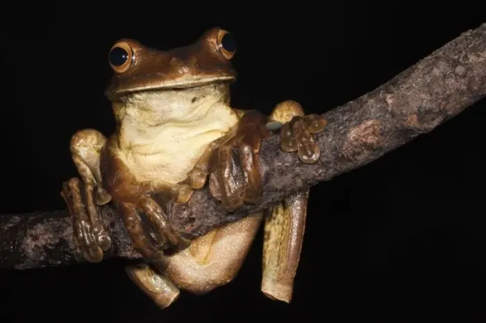Framed Print : Gladiator Frog (Hypsiboas boans) captive, Choca Region of northwest Ecuador on Colombian Border