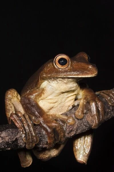 Gladiator Frog (Hypsiboas boans) captive, Choca Region of northwest Ecuador on Colombian Border