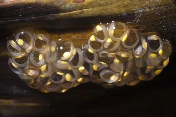 Glass Frog Eggs (Hyalinobatrachium aureoguttatum) with tappoles starting to hatch