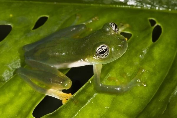 Glass Frog (Espadarana callistomma) Family Centrolenidae. captive, Choca Region of