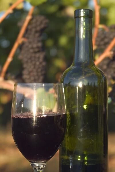 Glass of Pinot Noir wine with bottle in front of Pinot Noir grape cluster on the