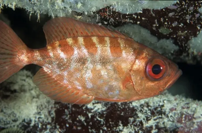 Framed Print : Glasseye snapper, Caribbean