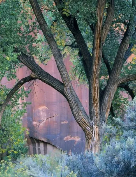 Framed Print : Glen Canyon National Recreation Area, Utah. USA. Fremont cottonwood (Populus fremonti) Framed Print : Glen Canyon National Recreation Area, Utah. USA. Fremont cottonwood (Populus fremonti)