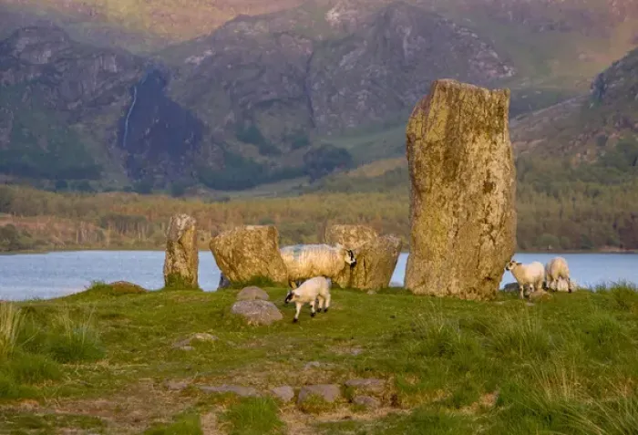 Framed Print : Glengarriff, Ireland, Uragh Stone Circle. Sheep gathering Framed Print : Glengarriff, Ireland, Uragh Stone Circle. Sheep gathering