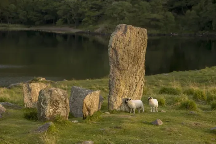 Framed Print : Glengarriff, Ireland, Uragh Stone Circle. Sheep gathering
