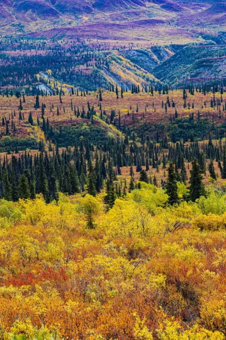 Framed Print : Glenn Highway, Alaska, forest Framed Print : Glenn Highway, Alaska, forest
