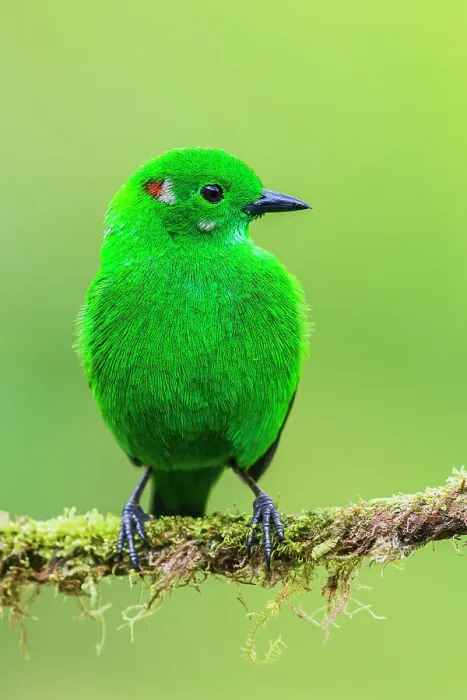Framed Print : Glistening-green tanager at home in the endangered Choco Forest of Ecuador Framed Print : Glistening-green tanager at home in the endangered Choco Forest of Ecuador