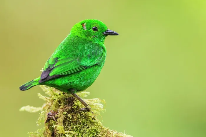 Framed Print : Glistening-green tanager at home in the endangered Choco Forest of Ecuador Framed Print : Glistening-green tanager at home in the endangered Choco Forest of Ecuador