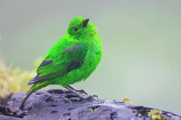 Framed Print : Glistening-green tanager at home in the endangered Choco Forest of Ecuador during a foggy and drizzly morning