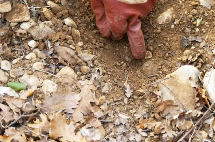 Framed Print : A gloved finger pointing to a truffle in the soil at La Truffe de Ventoux truffle farm Framed Print : A gloved finger pointing to a truffle in the soil at La Truffe de Ventoux truffle farm