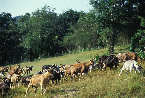 Goat Herd. Caribbean, Jamaica, Montego Bay, Wyndham Golf Course, Goat Herd