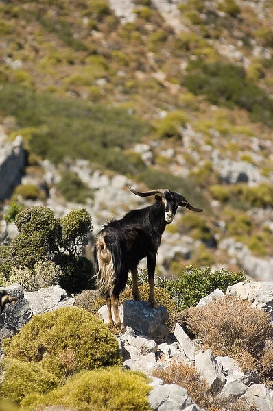 Goat on Telendos island. Dodecanese Islands, Greece