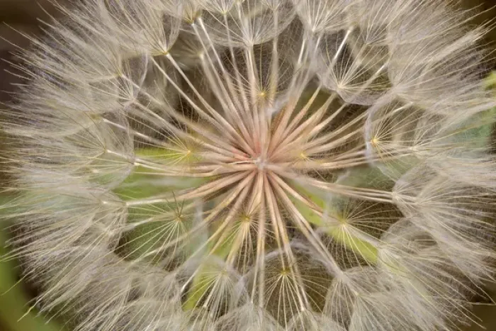 Framed Print : Goatsbeard aka Yellow Salisfy seeds in summer in Whitefish, Montana, USA