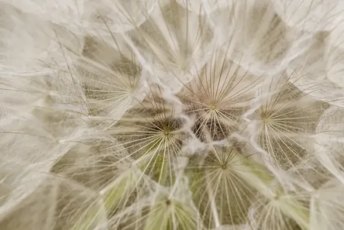 Framed Print : Goatsbeard aka Yellow Salisfy seeds in summer in Whitefish, Montana, USA Framed Print : Goatsbeard aka Yellow Salisfy seeds in summer in Whitefish, Montana, USA