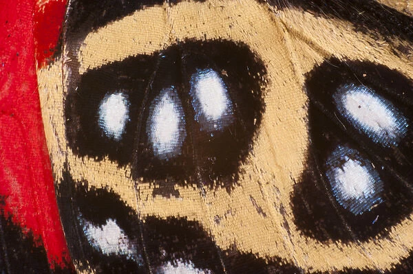 Godarts Numberwing butterfly wing detail (Callicore pygas) Yasuni National Park