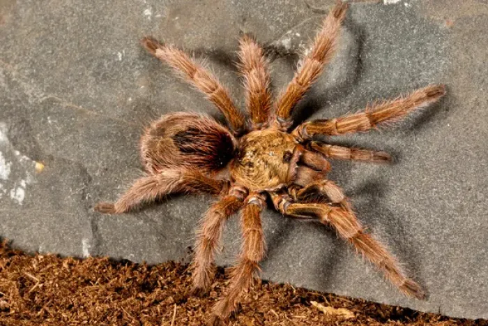 Framed Print : Gold Burst Tarantula, Paraphysa parvula