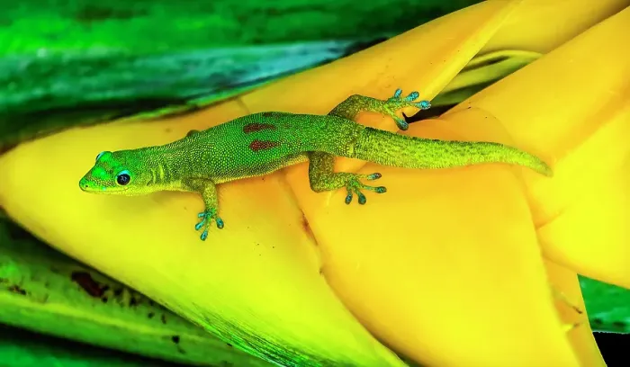 Framed Print : Gold dust day gecko Hawaii. Gecko native to Madagascar Introduced into Hawaii Framed Print : Gold dust day gecko Hawaii. Gecko native to Madagascar Introduced into Hawaii