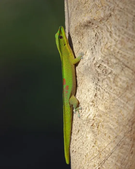 Framed Print : Gold dust day gecko, Phelsuma laticarda, Kapoho, Hawaii Framed Print : Gold dust day gecko, Phelsuma laticarda, Kapoho, Hawaii