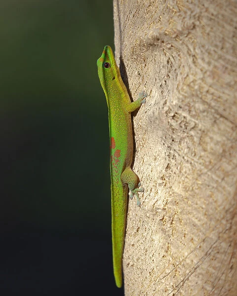 Gold dust day gecko, Phelsuma laticarda, Kapoho, Hawaii