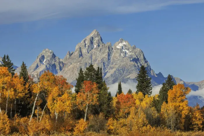 Framed Print : Golden aspen trees and Cathedral Group, Grand Teton National Park, Wyoming Framed Print : Golden aspen trees and Cathedral Group, Grand Teton National Park, Wyoming